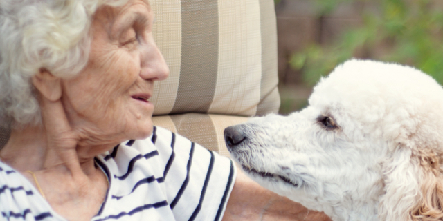 A senior woman with a white poodle in a dog therapy program